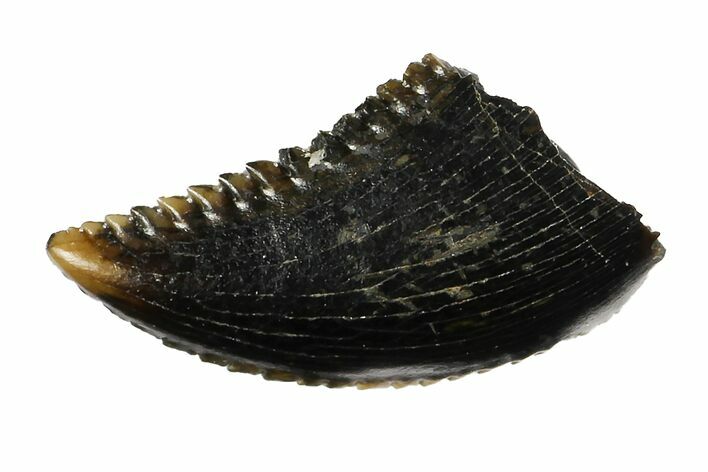 Rare, Troodon Tooth - Judith River Formation #144840